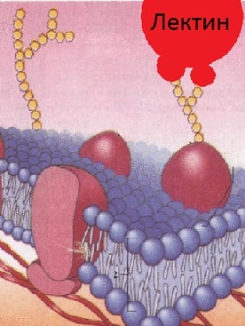 Лектины взаимодействие с клеткой